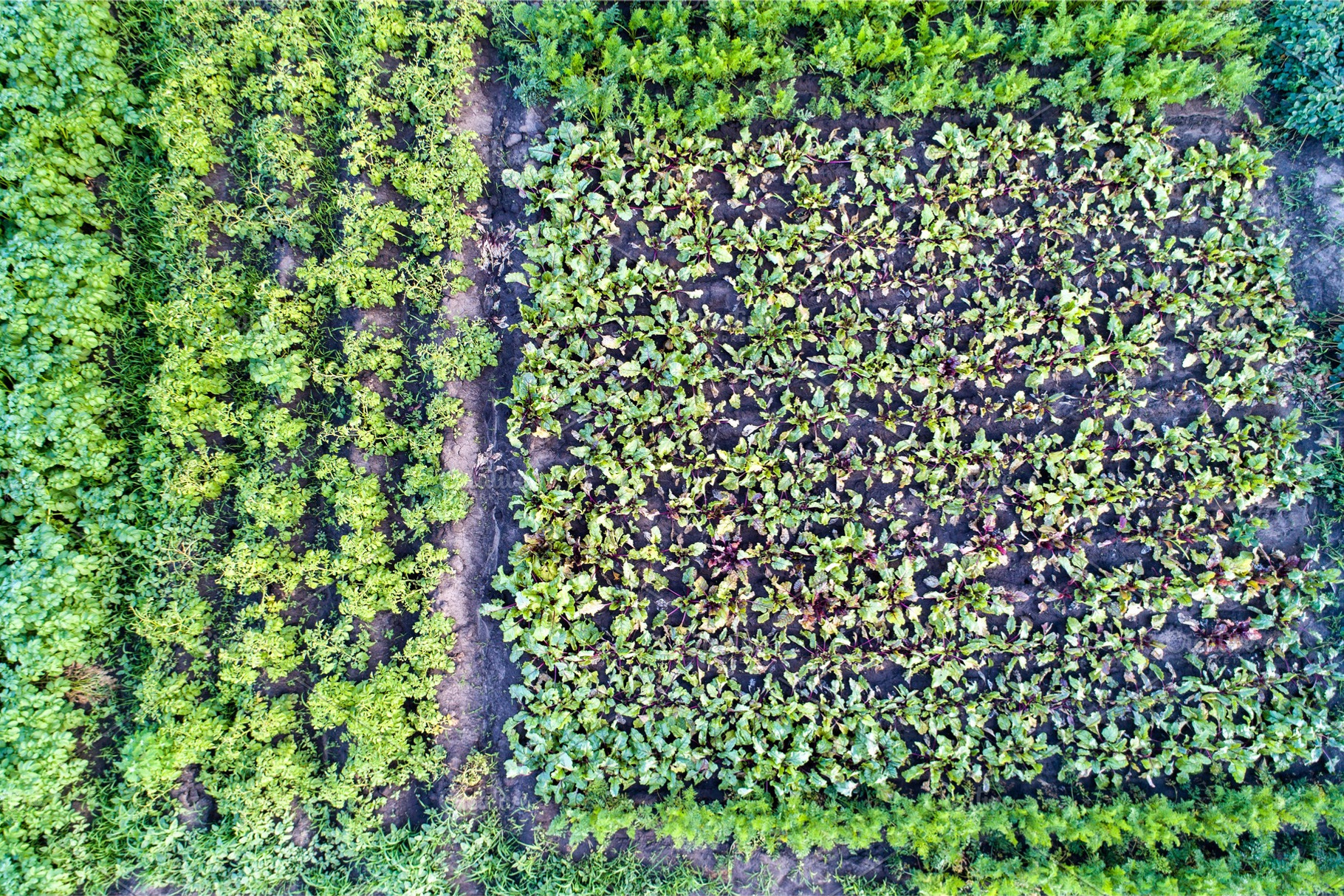 Plants of potato, beet and carrot in a field in Kursk region of Russia, a Nature Photo by Leonid Andronov