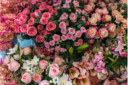 Many various pink and red flowers, a Nature Photo by undrey