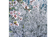 Blossoming almond trees, a Nature Photo by Fruits+Veggies (Thumbnail 10 of 17)
