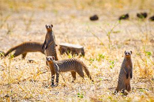 Meerkats, an Animal Photo by THP Creative