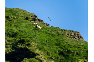 Sheep grazing on impossibly steep, a Nature Photo by Backyard Stock