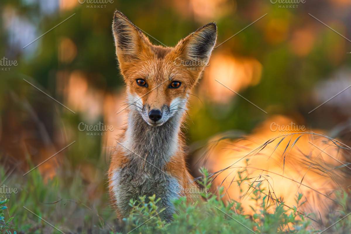 Red Kit Fox, an Animal Photo by ryancartermedia (Photo 2 of 3)