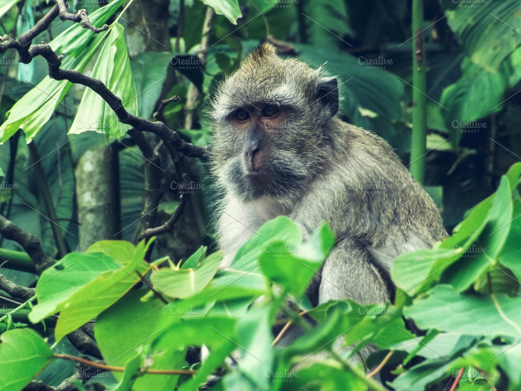 Monkey On a Tree, an Animal Photo by alyaphotoworks
