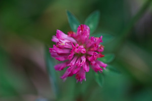 Clover Flower, a Nature Photo by Nazar Hrabovyi