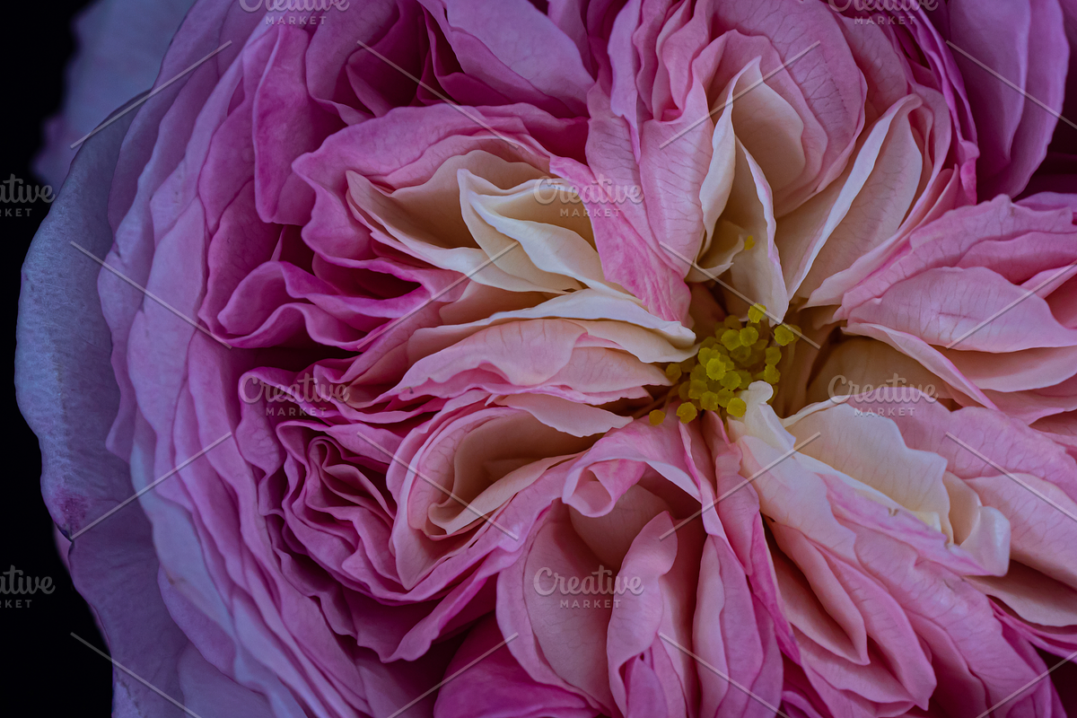 My Constance Rose, a Nature Photo by M.Pellot Photography (Photo 1 of 2)