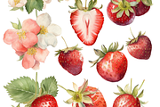 Strawberries Clipart, an Object Illustration by Meisanmui (Thumbnail 7 of 8)