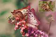 Nature Photoshop Actions preview 3