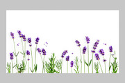 Lavender Herb Photo Pack, a Nature Photo by ifiStudio (Thumbnail 4 of 14)