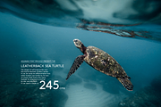 Aquawax Pro - 27 fonts, a Sans Serif Font by Zetafonts (Thumbnail 5 of 15)