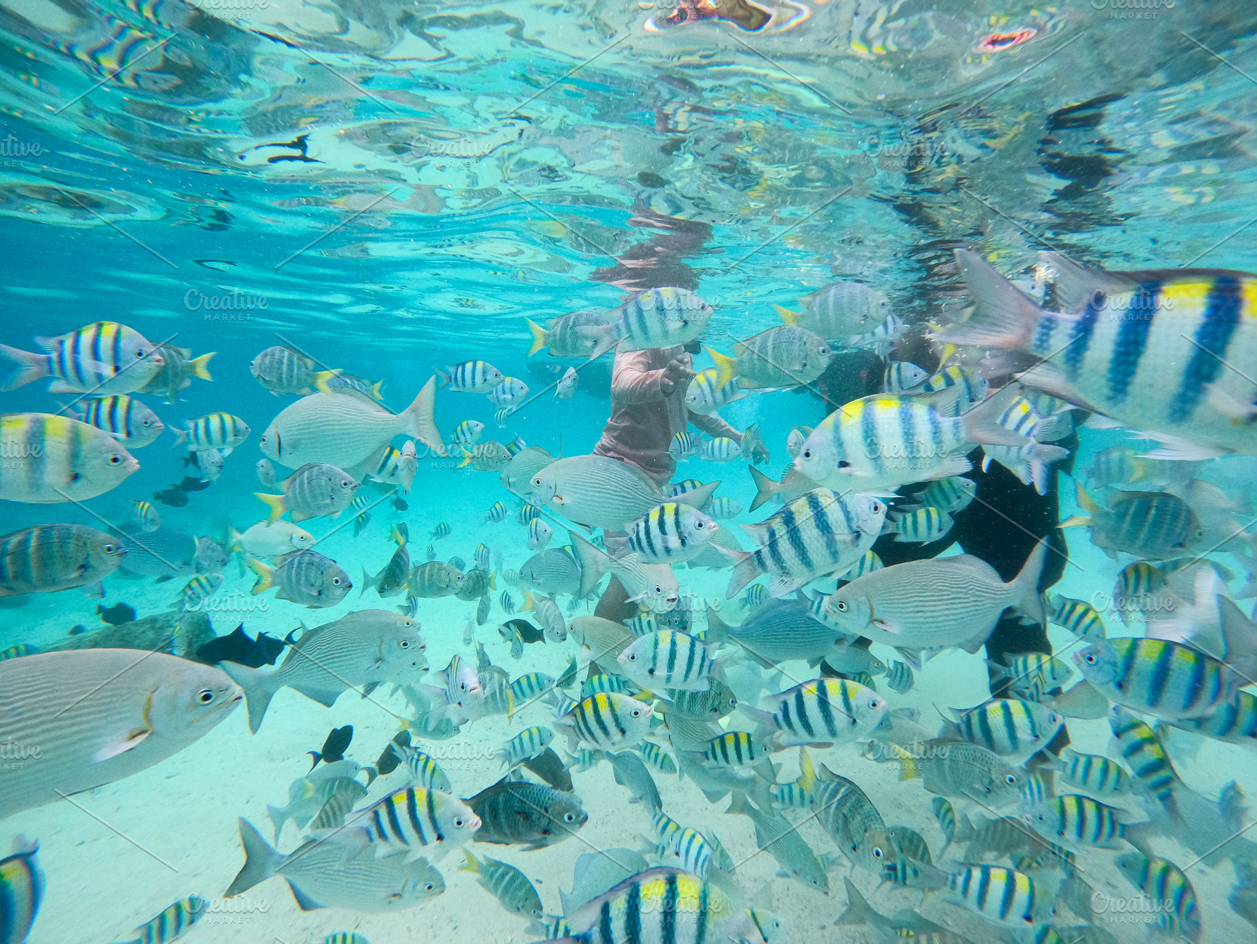 Snorkeling Adventure with Fish, an Animal Photo by bastera