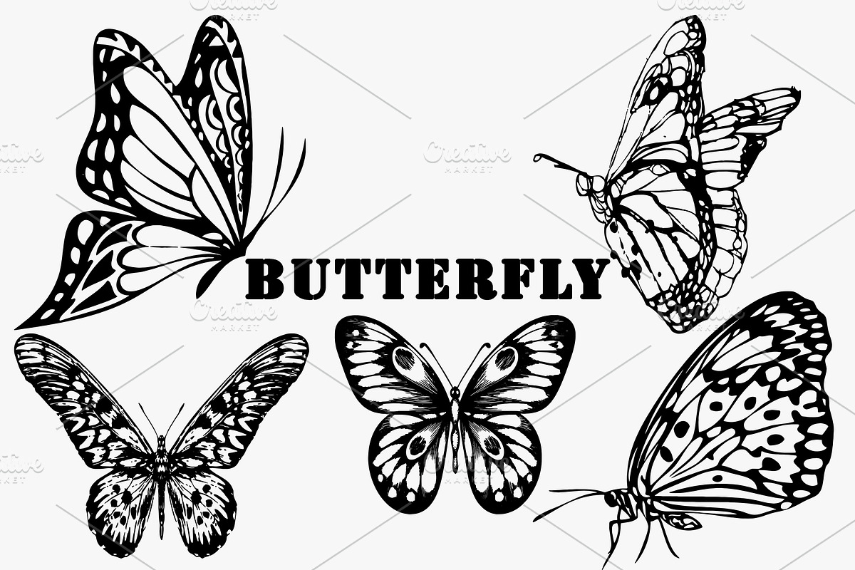 Hand drawn illustration of butterfly, an Illustration by AnastasiyaOleynik