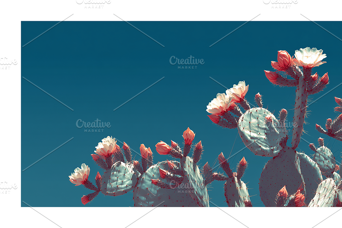 Arid Co · Desert Plantscape, a Texture Illustration by milatovar (Photo 7 of 20)