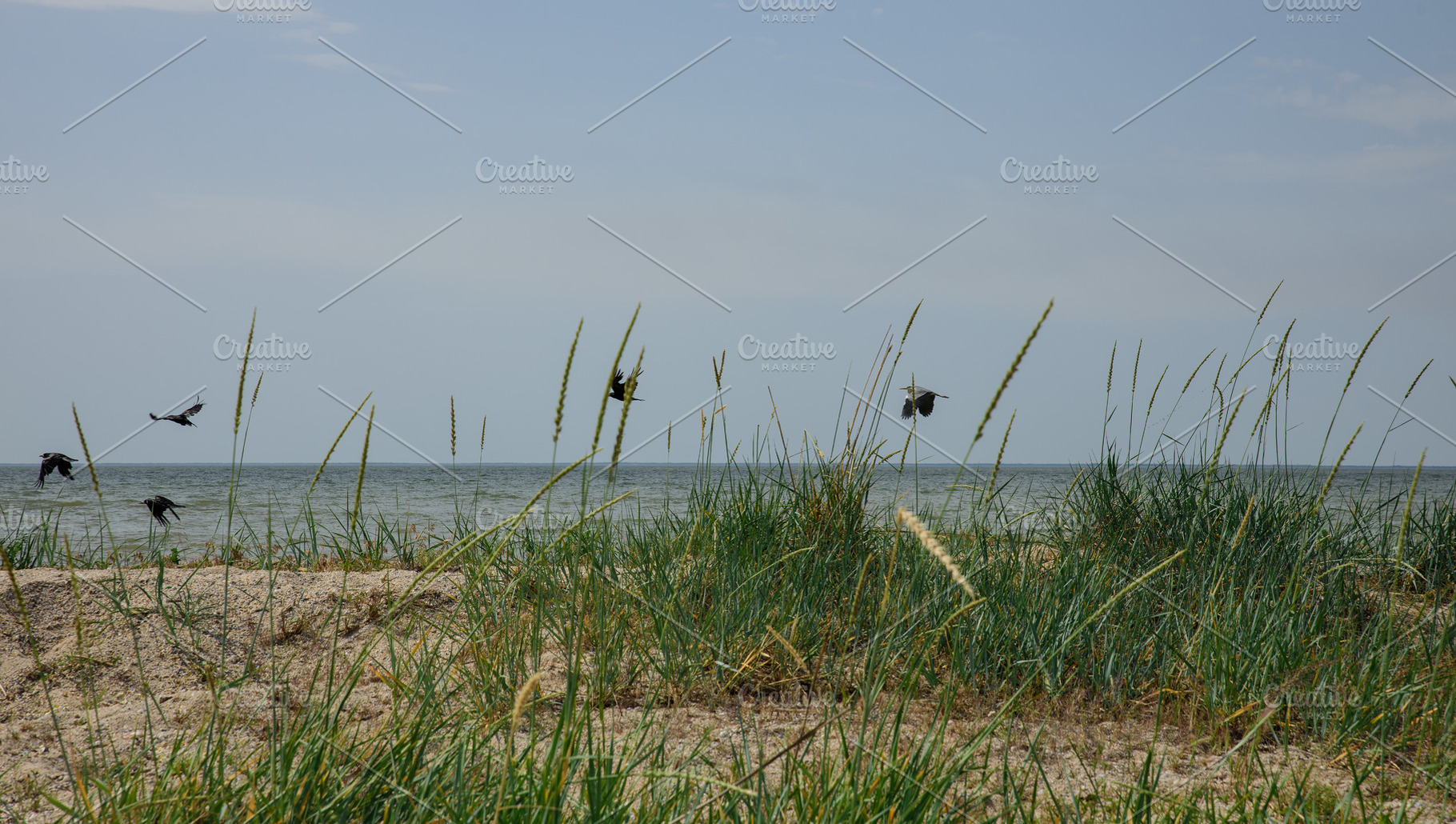 A wild seashore with sparse tall grass and sand, black birds fly, a Nature Photo by ndanko