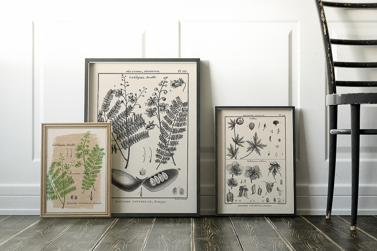 Les Botaniques No 1, a Decorative Illustration by French Kiss Collections (Photo 6 of 6)