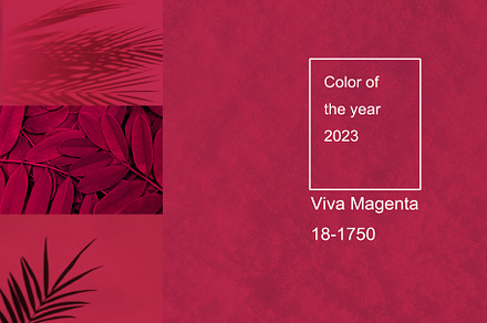 Viva magenta color of the year 2023. Palm leaves and their shadow on an backgro