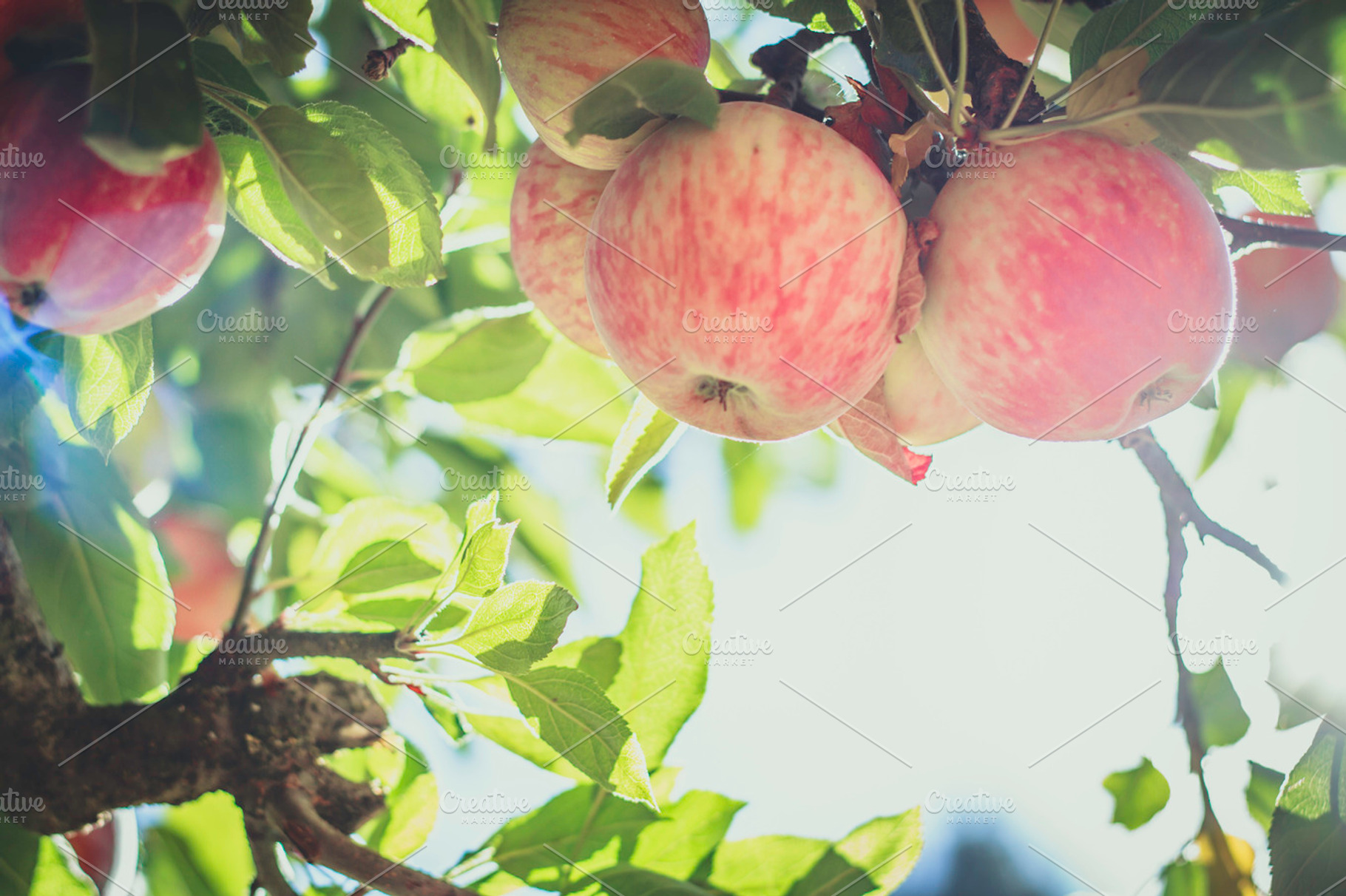 Red apples through a ray of light containing apple, apples, and fresh