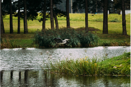 Grey Heron Bird Flying On Lake Coast, a Nature Photo by Our Amazing World