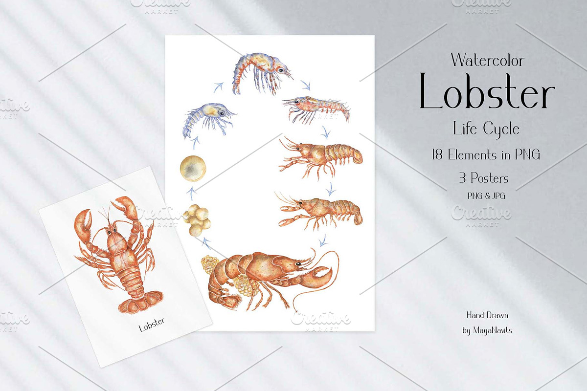 Watercolor Lobster Life Cycle, an Education Illustration by MayaNavits (Photo 2 of 7)