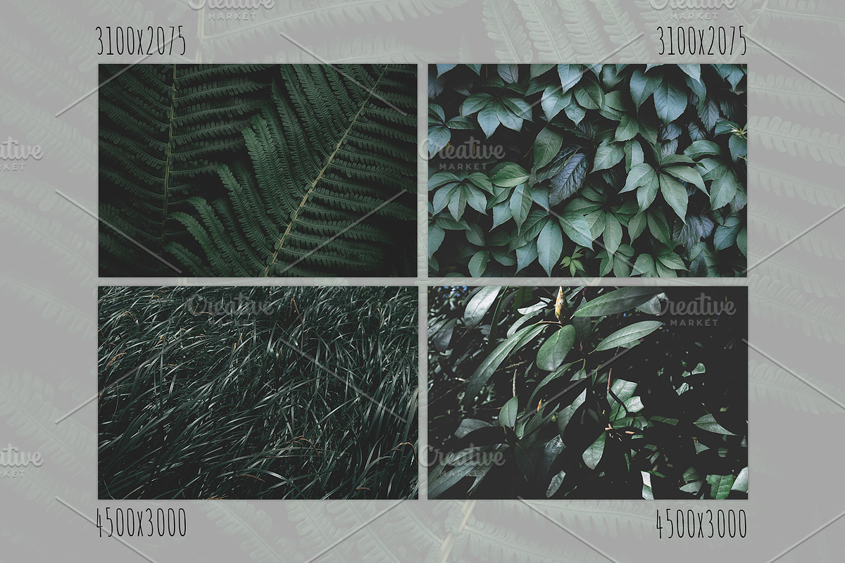 Green textures - photo bundle, a Nature Photo by rorygez fresh (Photo 2 of 6)