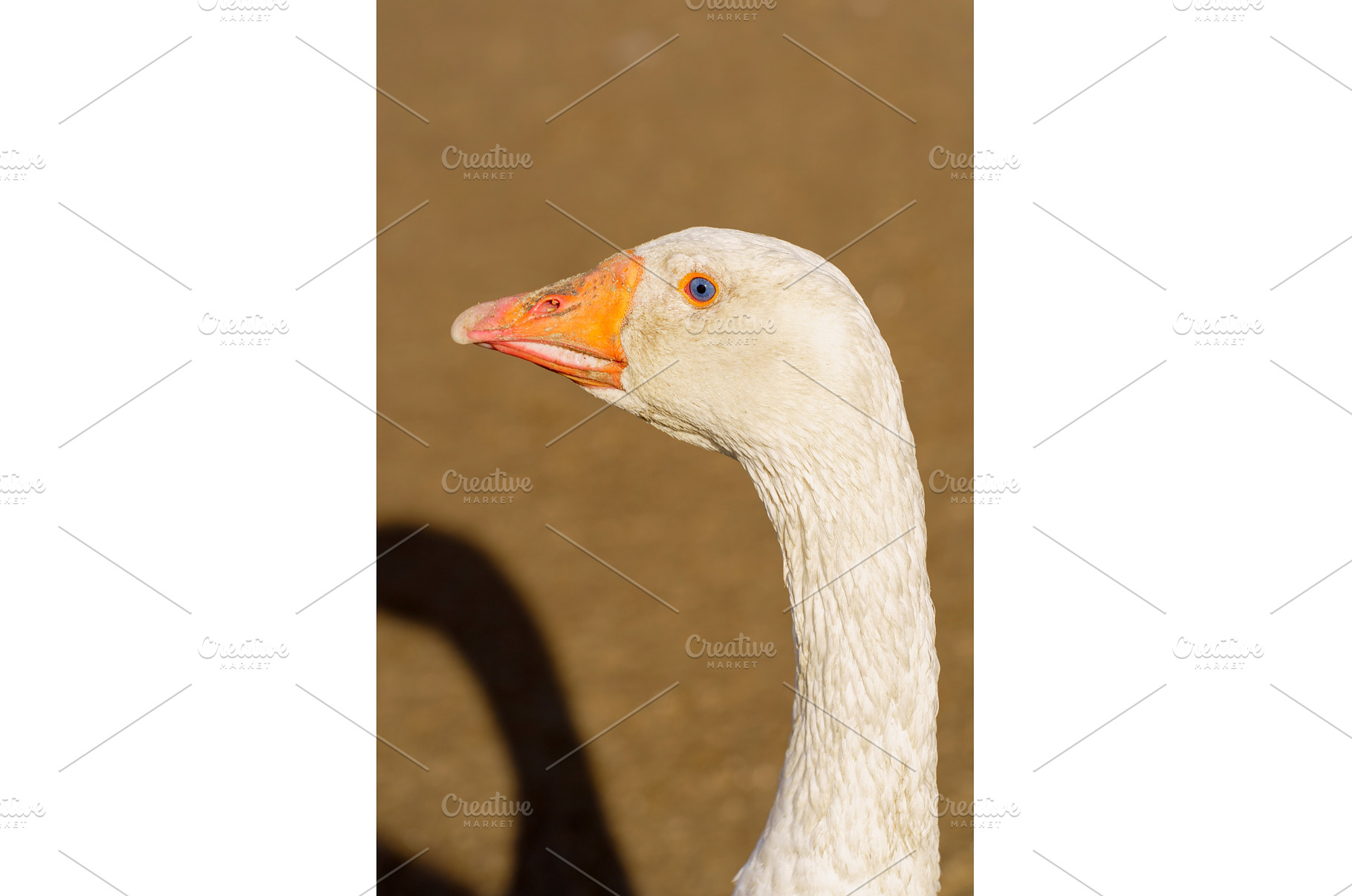 Close-up of a white goose with, an Animal Photo by darksoul72