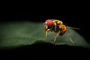 Austalis conjuncta hoverfly, an Animal Photo by Rob D Animal Photography