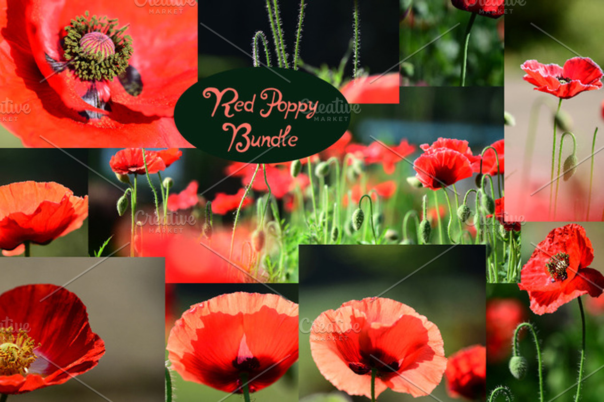Red Poppy Bundle, a Nature Photo by Corner Croft Mockups (Photo 1 of 5)
