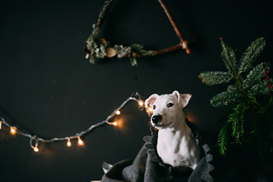 Puppy