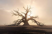 48 Dying Tree Images, a Nature Photo by h.utomo (Thumbnail 16 of 48)