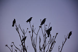 Crows at night featuring crows at