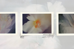 Blurred BLOSSOM Backgrounds