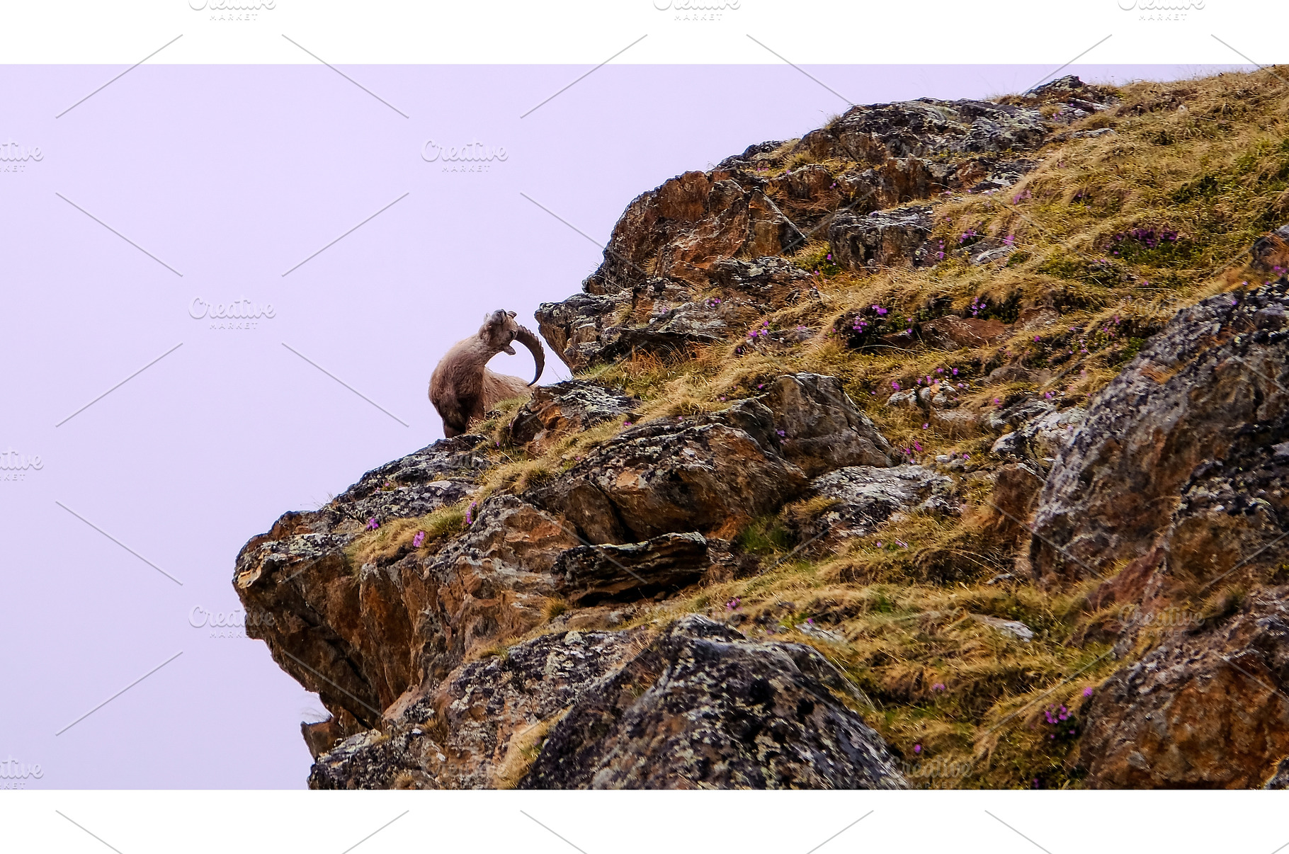 The Alpine ibex, capra ibex, also, an Animal Photo by reisegraf.ch