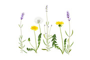 Vector object brushes. Lavender, a Brush Add-On by Peolla (Thumbnail 11 of 13)