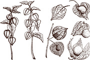 Hand drawn vector physalis.Tomatillo, a Decorative Illustration by Elena Mykhailenko (Thumbnail 3 of 9)
