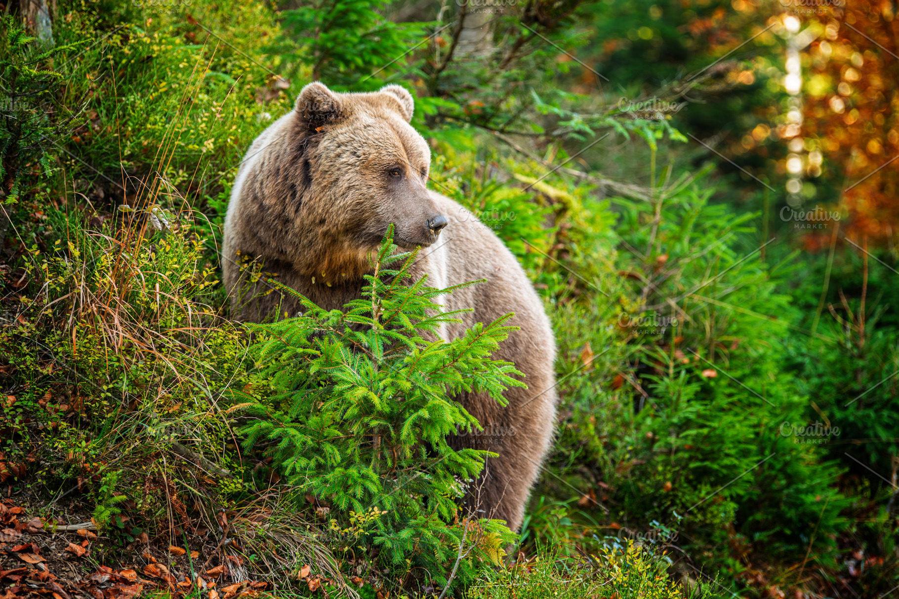 A peaceful brown bear foraging among lush greenery in a serene f, an Animal Photo by Byrdyak