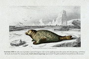 Hand Colored Engraving Procreate Kit, a Brush Add-On by Digi Life (Thumbnail 8 of 10)