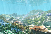 3D Cartoon Underwater Coral Reef Hab, an Environmental 3D Model by NOMODOL (Thumbnail 3 of 24)