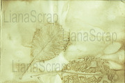 36 ECO Dyed paper - Forest Floor, a Texture Graphic by LianaScrap (Thumbnail 11 of 19)