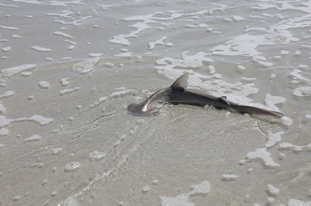 baby hammerhead shark, an Animal Photo by Viktor