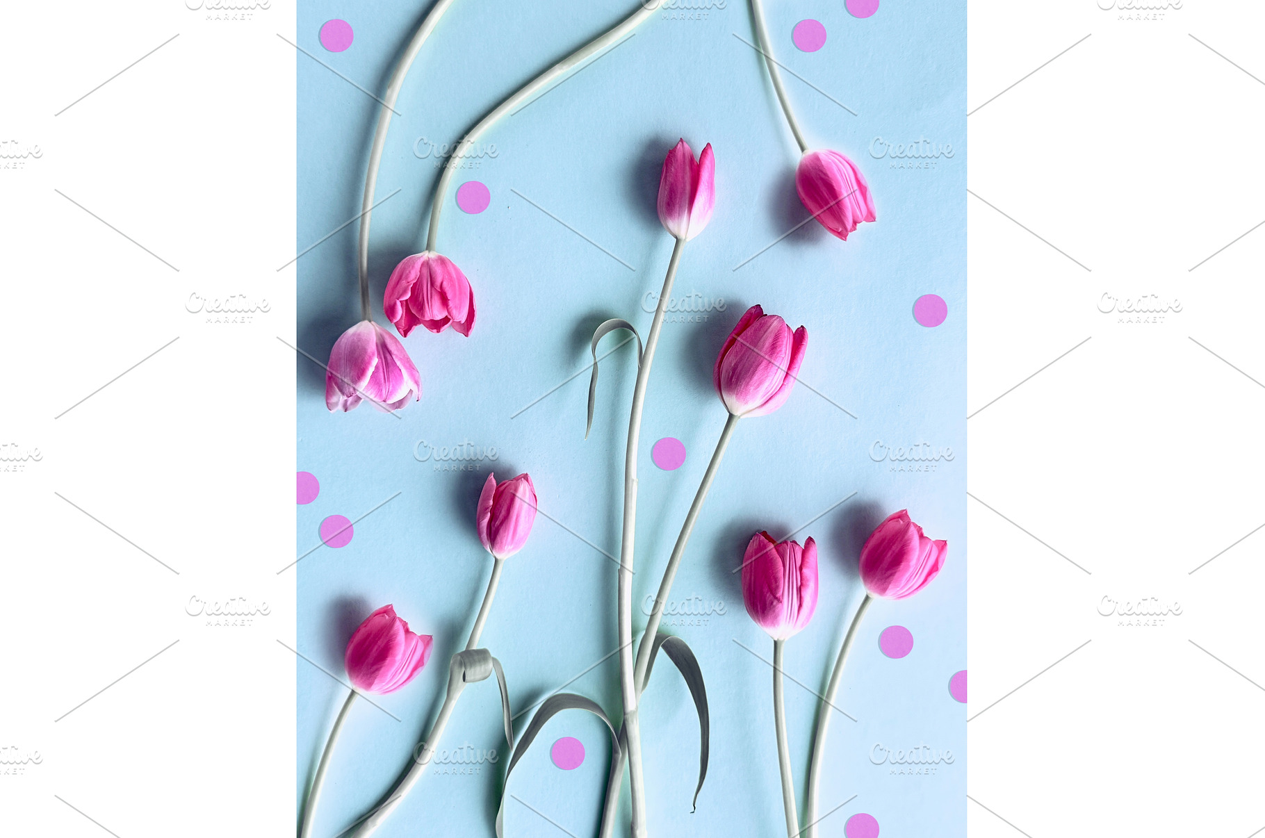 Pink tulips arranged on a pastel, a Photo by tilialucida