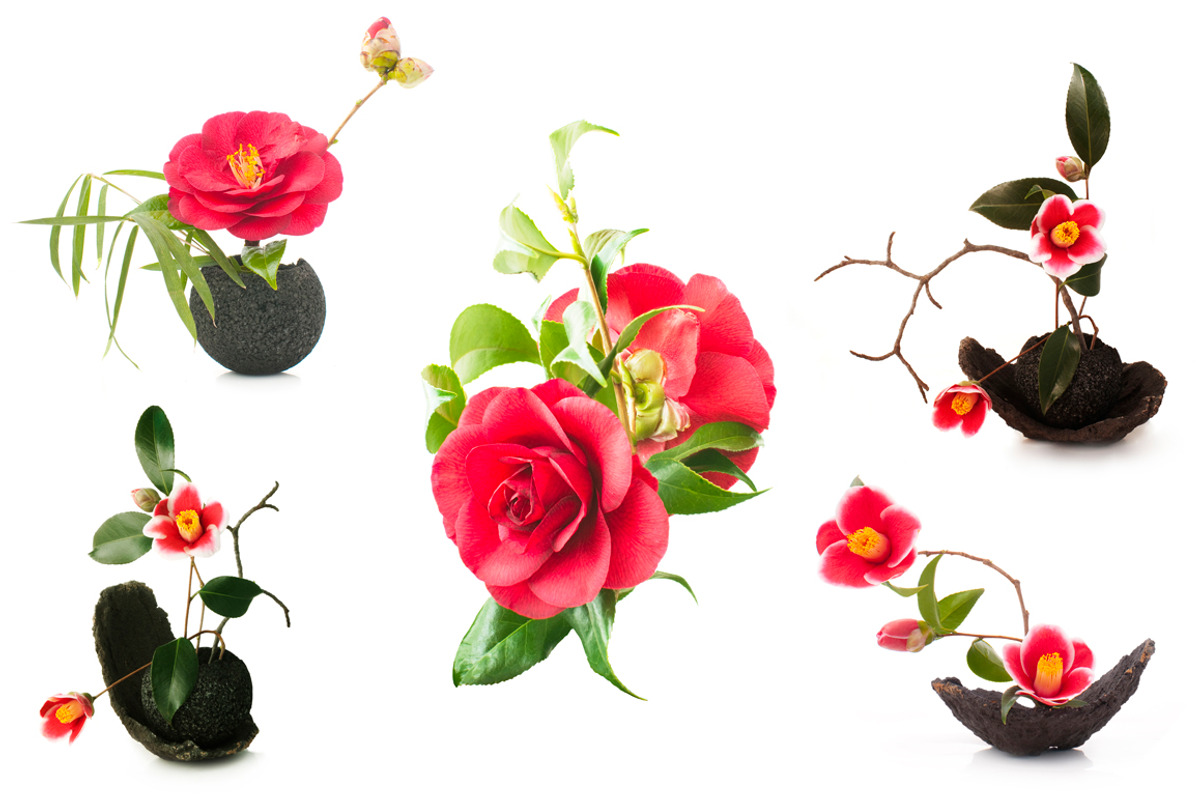 Camellia. Photography set, an Object Graphic by Pullia (Photo 1 of 10)