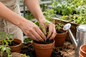 Gardening scene showing farmer plant, a Photo by Dvoevnore photos