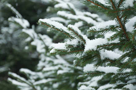 Conifer tree with snow, close up and selective focus, a Nature Photo by AtlasStudio PRO