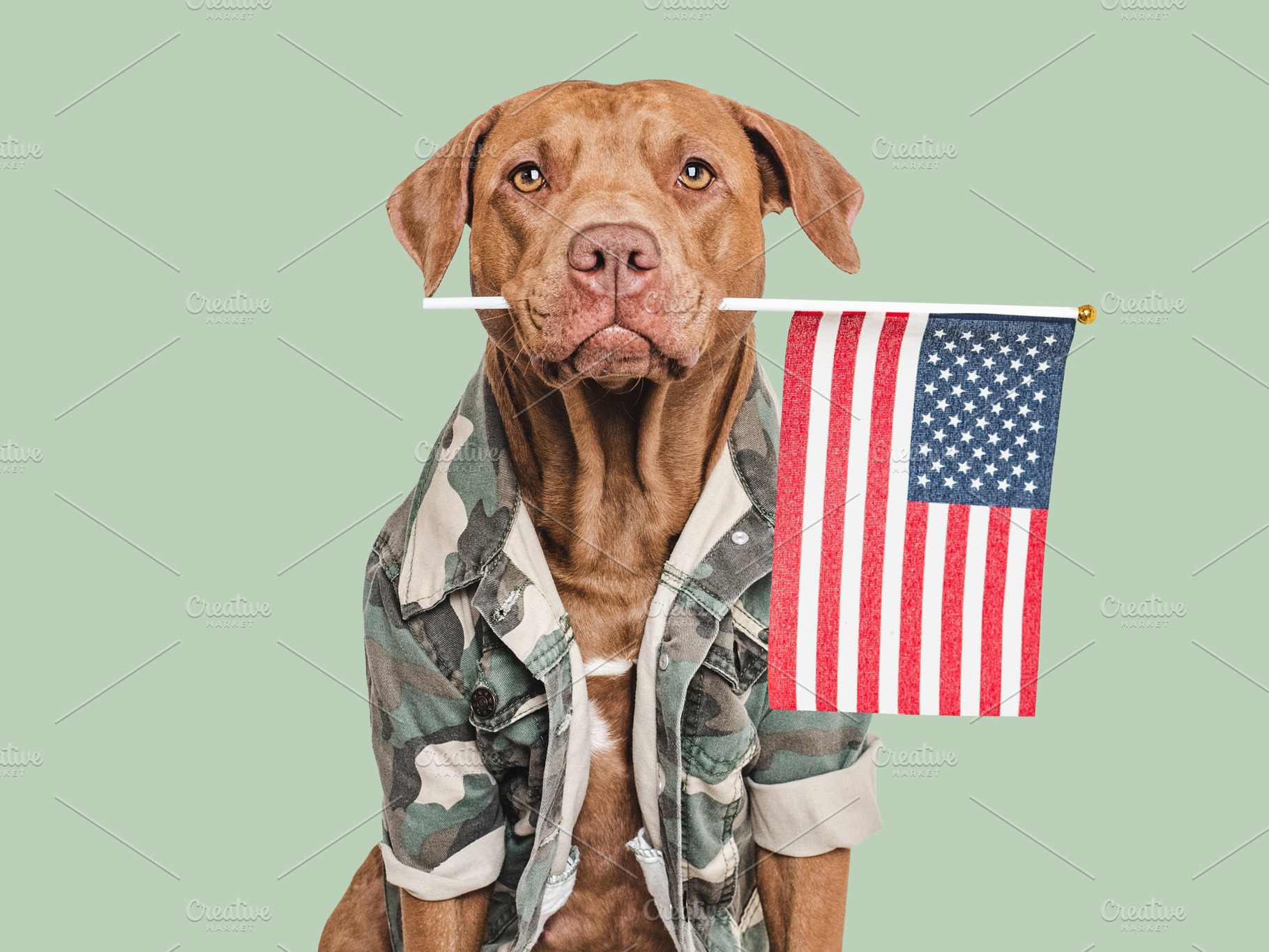 Cute brown dog, American Flag and military shirt, an Animal Photo by Svetlana Barchan