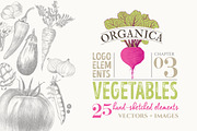 ORGANIC LOGO ELEMENTS – VEGETABLES, an Illustration by Friendly Label (Thumbnail 1 of 6)
