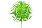 Palm Leaves Isolated, an Object Graphic by pixelworkz (Thumbnail 6 of 7)
