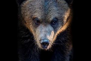 Portrait young brown bear cub on black background, an Animal Photo by Byrdyak