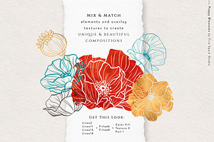 Poppy Blossoms Vector Illustrations