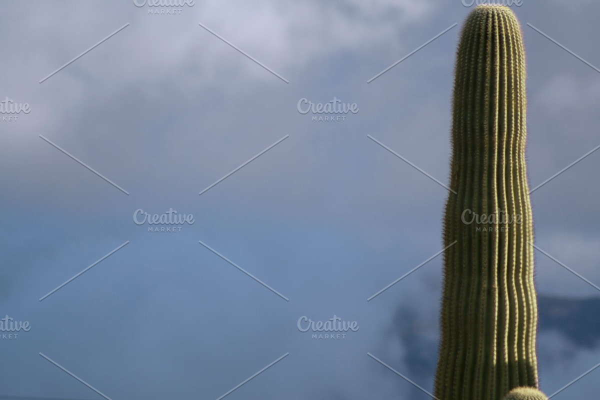 Desert Pack, a Templates & Theme by SeikCo (Photo 5 of 5)