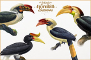 Vintage hornbill illustrations, an Animal Illustration by Natalka Dmitrova art (Thumbnail 2 of 17)