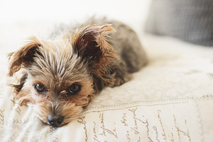 Little dog lying down containing puppy, dog, and pet, an Animal Photo by René Jordaan Photography